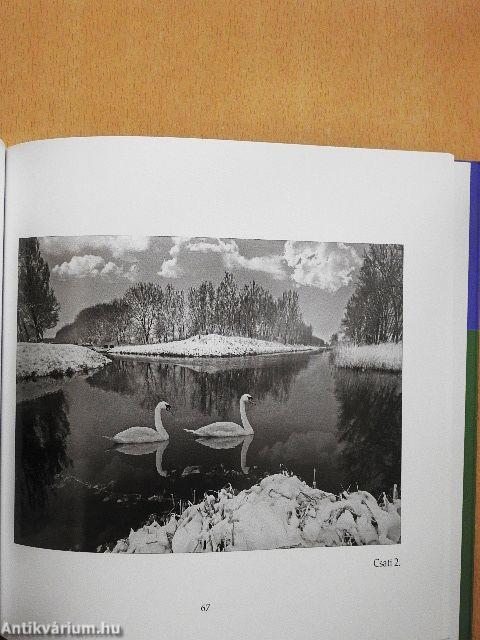 Dabas-Sári ahogy én látom