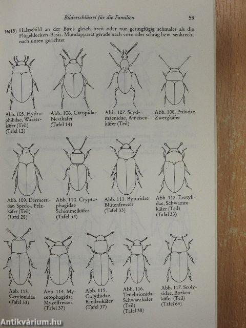 Käfer Mittel- und Nordwesteuropas