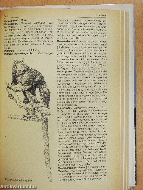 BI-Lexikon: Zootiere