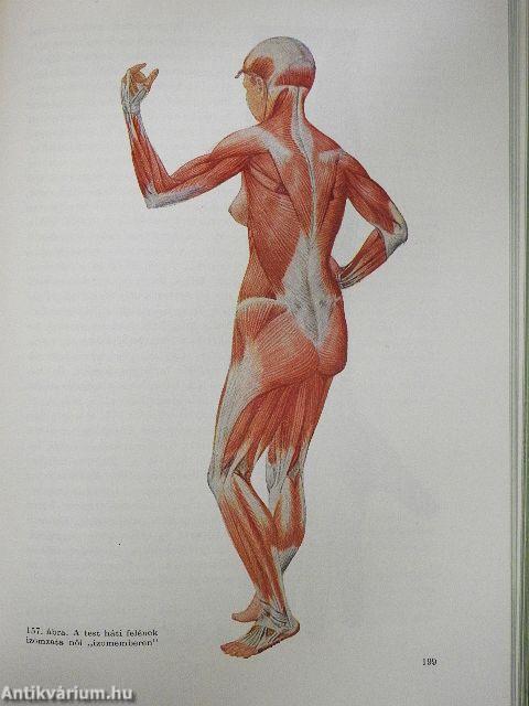Az emberi test 1-2.