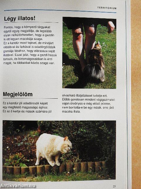 Mit gondol a macskám?