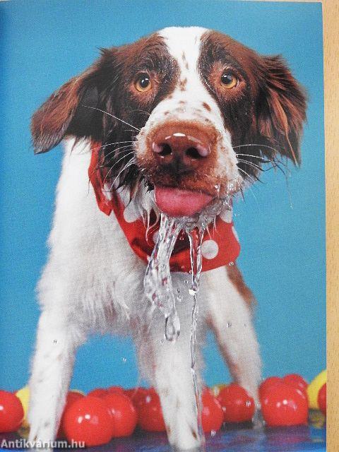 10 perces kutyaiskola