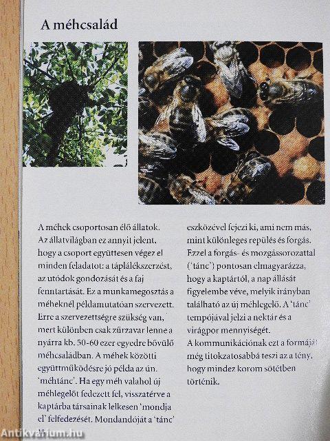 Méhek, virágok és termés