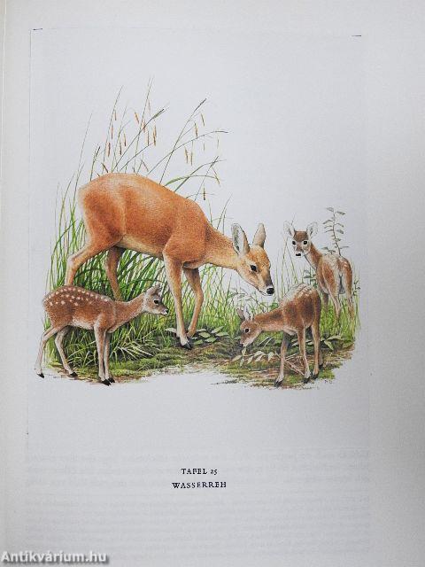 Säugetiere Europas II.