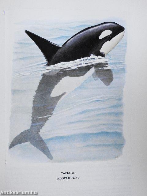 Säugetiere Europas II.