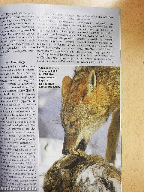 Magasles 2008. február