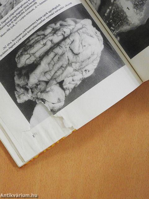 A háziállatok diagnosztikai boncolása (rossz állapotú)