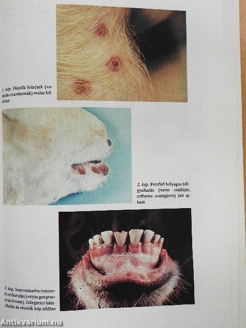 A háziállatok diagnosztikai boncolása (rossz állapotú)