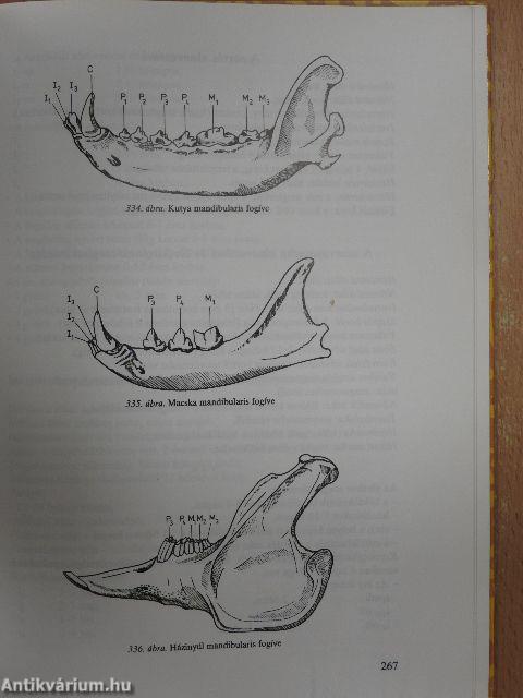 A háziállatok diagnosztikai boncolása (rossz állapotú)