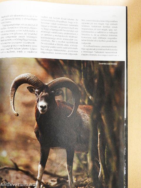 Magasles 2011. november