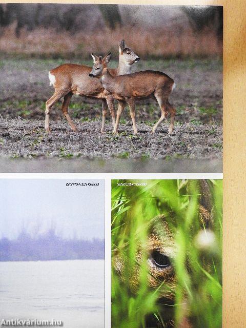 Magasles 2012. április