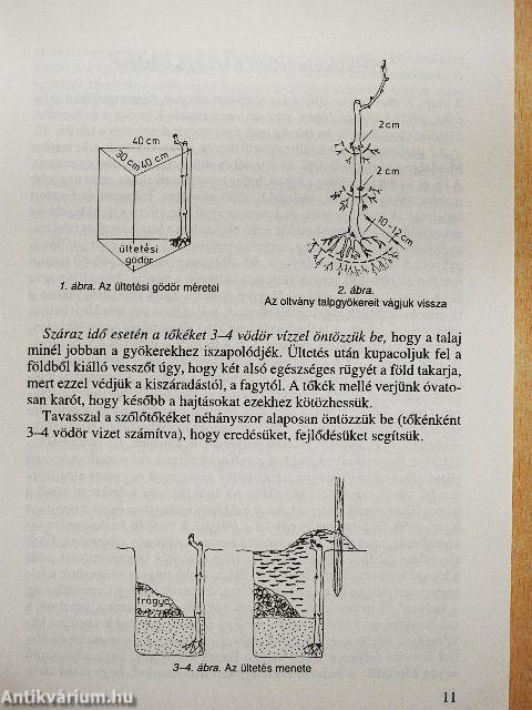 Szép szőlőből finom bort!