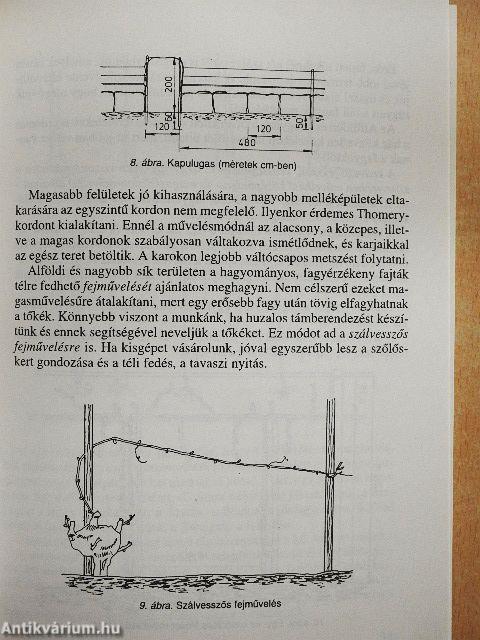 Szép szőlőből finom bort!