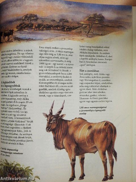 Emlősök szárazon, vízen és a levegőben