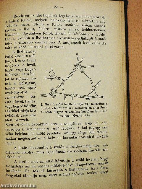A gabonafélék, a burgonya és a szőlő legfontosabb gombabetegségei