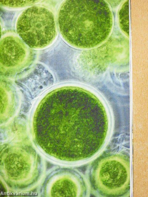 Zöld utat az egészségnek!