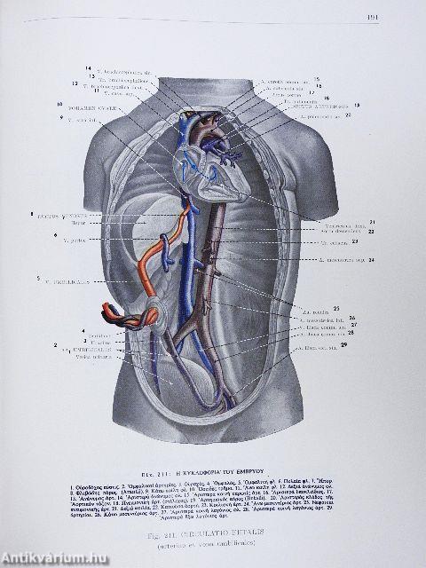 Atlas Anatomiae Corporis Humani I-III.