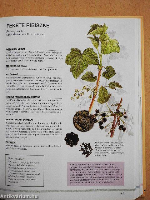 Gyógyító természet