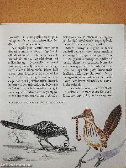 A gyalogkakukk sivatagja