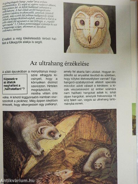 Ahogy az állatok látnak, hallanak és éreznek