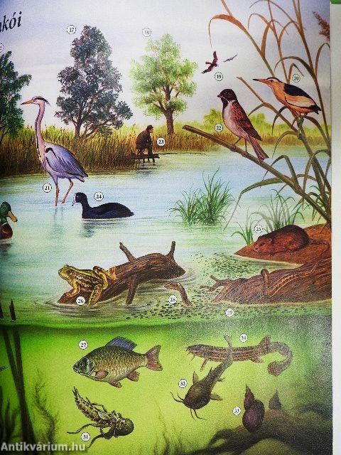 Növény- és állatvilág