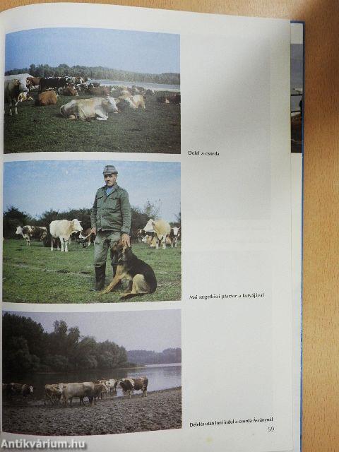 Ezer sziget országa