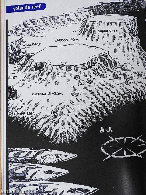 Sinai Dive Guide