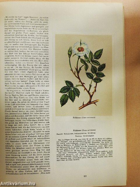 Vom Almboden zum Wiesenrain