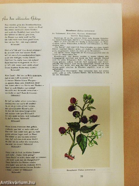 Vom Almboden zum Wiesenrain