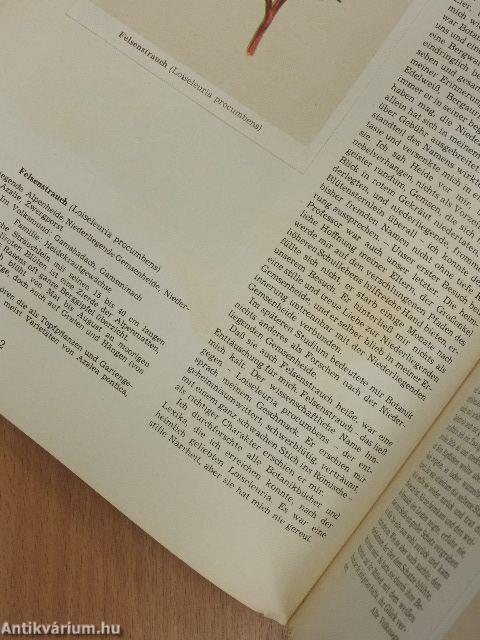 Vom Almboden zum Wiesenrain