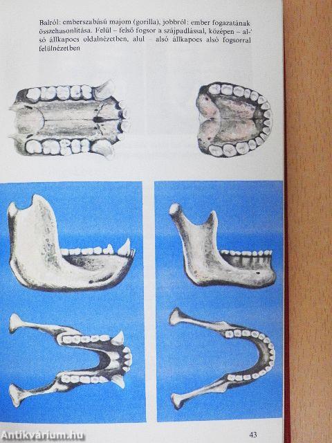 Emberősök, ősemberek