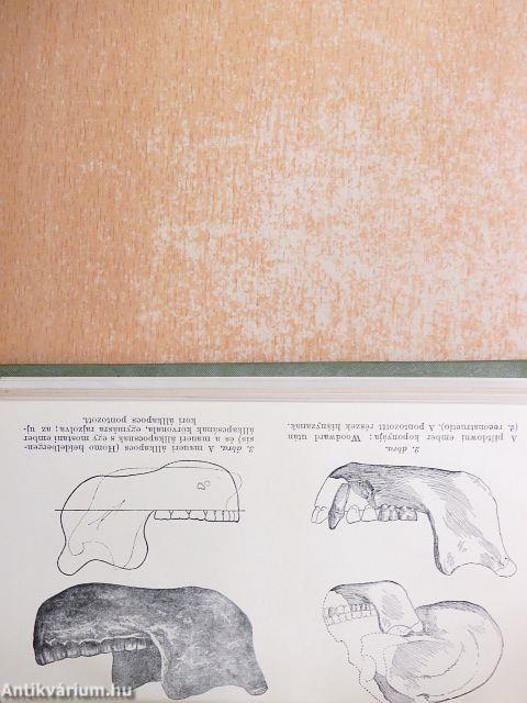 Az ember helye a természetben