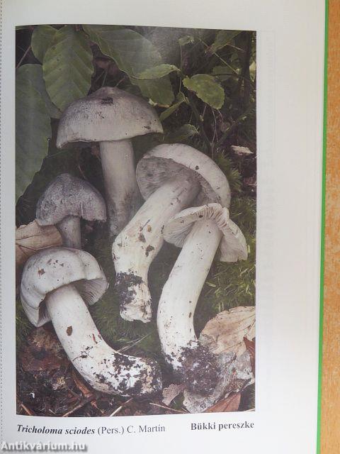 Mikológiai Közlemények 2012/2.