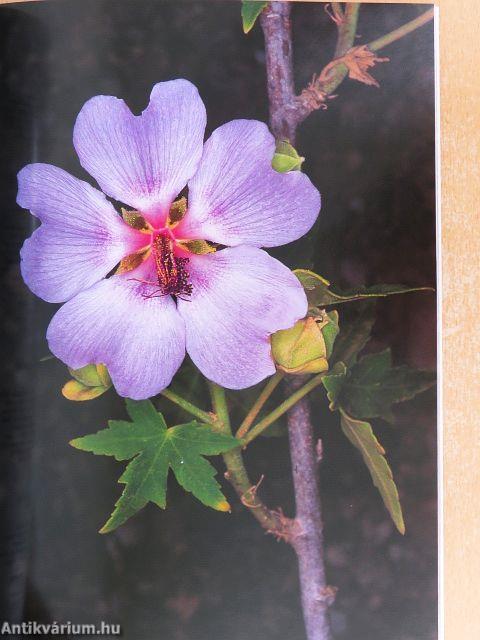 The Flora of the Canaries
