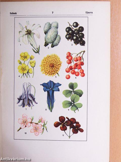 Magyar-orosz szemléltető szótár