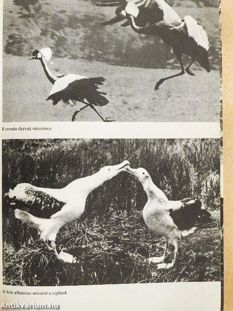 Az állatok nagy képeskönyve