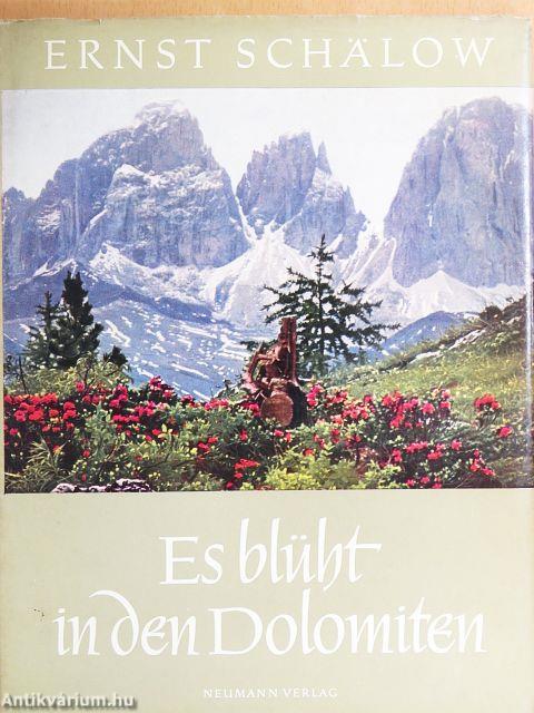 Es blüht in den Dolomiten