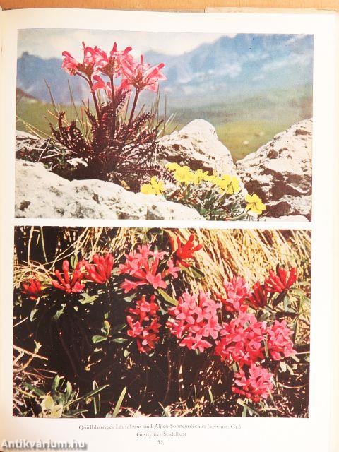 Es blüht in den Dolomiten