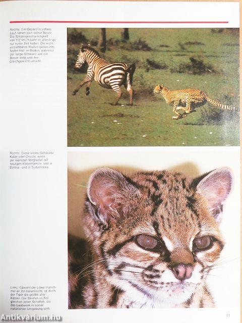 Das Grosse Katzenbuch