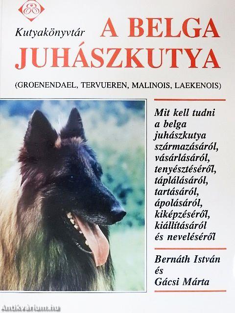 A belga juhászkutya