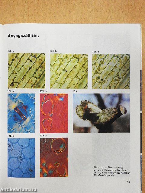 Biológiai album II.