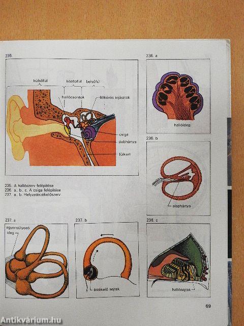 Biológiai album II.