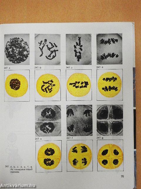 Biológiai album II.