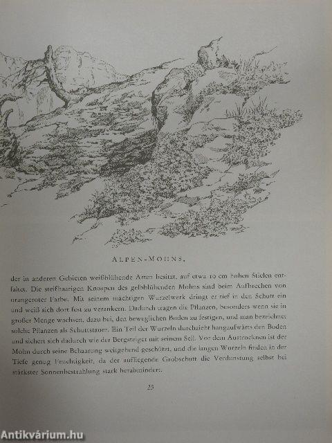 Es blüht in den Dolomiten