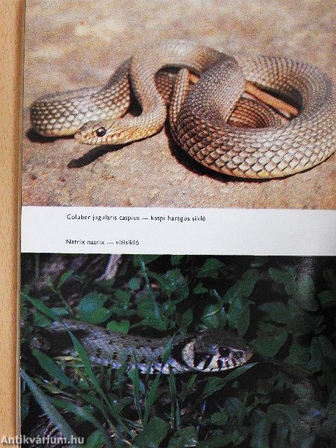 Kígyók