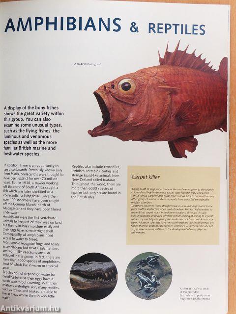 The Natural History Museum