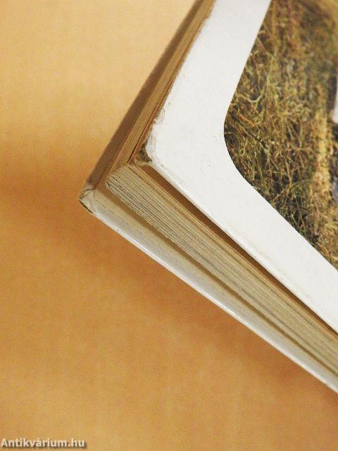 Igazmondó aranyolló