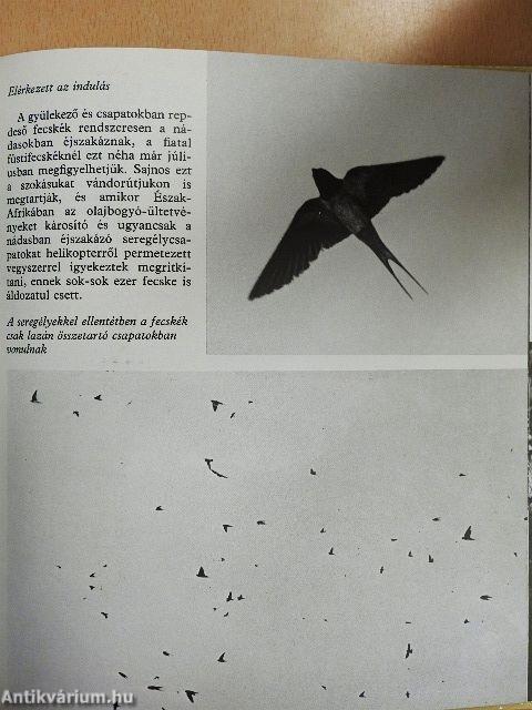 Fecskét látok, szeplőt hányok