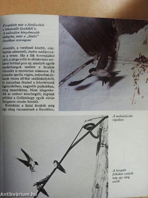Fecskét látok, szeplőt hányok