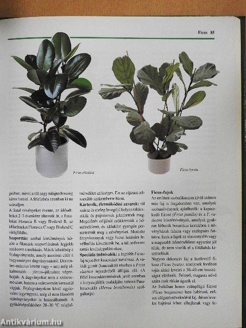 Szobanövény-kalauz